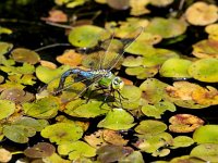 Anax imperator 67, Grote keizerlibel, Saxifraga-Bart Vastenhouw