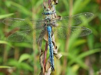 Anax imperator 70, Grote keizerlibel, Saxifraga-Tom Heijnen