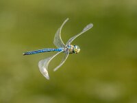 Anax imperator 72, Grote keizerlibel, Saxifraga-Bart Heijne : 2025, Anax imperator, KNNV, Renkumse Benedenwaard, grote keizerlibel, insect, inventarisatie, juni, libel, man, vliegend, zomer
