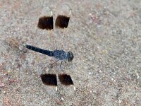 Brachythemis impartita 2, Bandgrondlibel, Saxifraga-Tom Heijnen