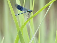 Calopteryx splendens 100, Weidebeekjuffer, Saxifraga-Tom Heijnen