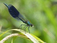 Calopteryx splendens 101, Weidebeekjuffer, Saxifraga-Tom Heijnen