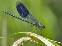 Calopteryx splendens 102, Weidebeekjuffer, Saxifraga-Tom Heijnen