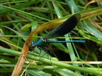 Calopteryx splendens 107, Weidebeekjuffer, Saxifraga-Ed Stikvoort : Loire bij Feurs s9900