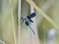 Calopteryx splendens 70, Weidebeekjuffer, Saxifraga-Luuk Vermeer