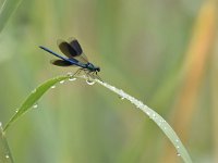 Calopteryx splendens 80, Weidebeekjuffer, Saxifraga-Luuk Vermeer