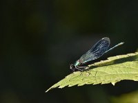 Calopteryx splendens 86, Weidebeekjuffer, Saxifraga-Luuk Vermeer