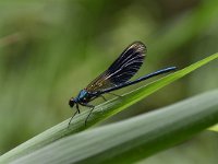 Calopteryx splendens 93, Weidebeekjuffer, Saxifraga-Luuk Vermeer