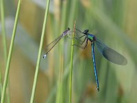 Calopteryx splendens 97, Weidebeekjuffer, Saxifraga-Luuk Vermeer