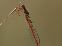 Ceriagrion tenellum 24, Koraaljuffer, Saxifraga-Bas Klaver