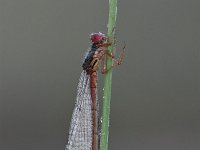 Ceriagrion tenellum 25, Koraaljuffer, Saxifraga-Luuk Vermeer