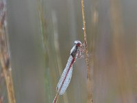 Ceriagrion tenellum 28, Koraaljuffer, Saxifraga-Luuk Vermeer