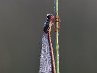 Ceriagrion tenellum 30, Koraaljuffer, Saxifraga-Luuk Vermeer