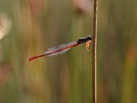 Ceriagrion tenellum 34, Koraaljuffer, Saxifraga-Luuk Vermeer