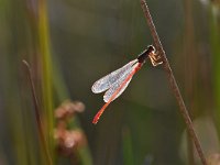 Ceriagrion tenellum 37, Koraaljuffer, Saxifraga-Luuk Vermeer