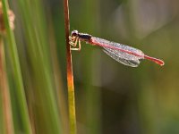 Ceriagrion tenellum 39, Koraaljuffer, Saxifraga-Luuk Vermeer