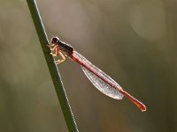 Ceriagrion tenellum 42, Koraaljuffer, Saxifraga-Luuk Vermeer