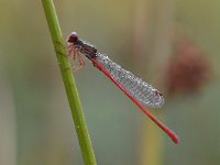 Ceriagrion tenellum 43, Koraaljuffer, Saxifraga-Luuk Vermeer