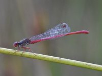 Ceriagrion tenellum 45, Koraaljuffer, Saxifraga-Luuk Vermeer