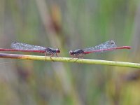 Ceriagrion tenellum 46, Koraaljuffer, Saxifraga-Luuk Vermeer