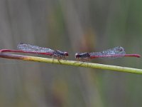 Ceriagrion tenellum 47, Koraaljuffer, Saxifraga-Luuk Vermeer