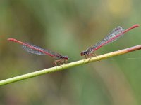 Ceriagrion tenellum 50, Koraaljuffer, Saxifraga-Luuk Vermeer