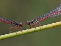 Ceriagrion tenellum 52, Koraaljuffer, Saxifraga-Luuk Vermeer