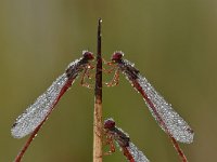 Ceriagrion tenellum 59, Koraaljuffer, Saxifraga-Luuk Vermeer