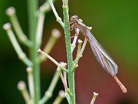 Ceriagrion tenellum 60, Koraaljuffer, Saxifraga-Tom Heijnen