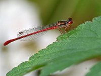 Ceriagrion tenellum 61, Koraaljuffer, Saxifraga-Tom Heijnen