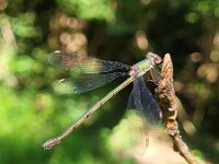 Chalcolestes viridis 54, Houtpantserjuffer, Saxifraga-Ben Delbaere