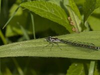 Coenagrion puella 100, female, Azuurwaterjuffer, Saxifraga-Jan van der Straaten
