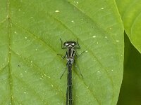 Coenagrion puella 101, female, Azuurwaterjuffer, Saxifraga-Jan van der Straaten