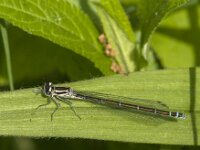 Coenagrion puella 102, female, Azuurwaterjuffer, Saxifraga-Jan van der Straaten