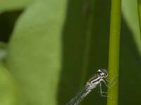Coenagrion puella 103, female, Azuurwaterjuffer, Saxifraga-Jan van der Straaten