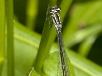 Coenagrion puella 104, female, Azuurwaterjuffer, Saxifraga-Jan van der Straaten