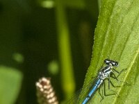 Coenagrion puella 105, male, Azuurwaterjuffer, Saxifraga-Jan van der Straaten