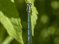 Coenagrion puella 106, male, Azuurwaterjuffer, Saxifraga-Jan van der Straaten