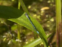 Coenagrion puella 107, male, Azuurwaterjuffer, Saxifraga-Jan van der Straaten