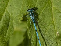 Coenagrion puella 108, male, Azuurwaterjuffer, Saxifraga-Jan van der Straaten