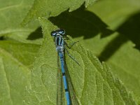 Coenagrion puella 109, male, Azuurwaterjuffer, Saxifraga-Jan van der Straaten