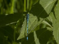 Coenagrion puella 110, male, Azuurwaterjuffer, Saxifraga-Jan van der Straaten