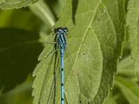 Coenagrion puella 111, male, Azuurwaterjuffer, Saxifraga-Jan van der Straaten