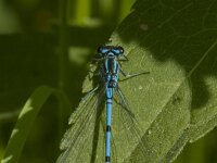 Coenagrion puella 112, male, Azuurwaterjuffer, Saxifraga-Jan van der Straaten