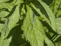 Coenagrion puella 113, male, Azuurwaterjuffer, Saxifraga-Jan van der Straaten