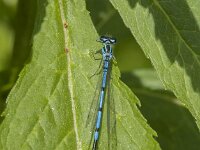 Coenagrion puella 114, male, Azuurwaterjuffer, Saxifraga-Jan van der Straaten
