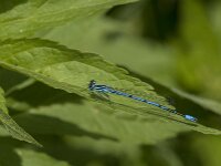 Coenagrion puella 115, male, Azuurwaterjuffer, Saxifraga-Jan van der Straaten