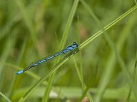 Coenagrion puella 116, male, Azuurwaterjuffer, Saxifraga-Jan van der Straaten