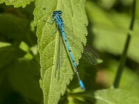 Coenagrion puella 117, male, Azuurwaterjuffer, Saxifraga-Jan van der Straaten