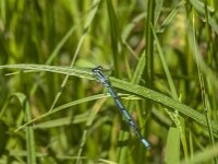 Coenagrion puella 118, male, Azuurwaterjuffer, Saxifraga-Jan van der Straaten